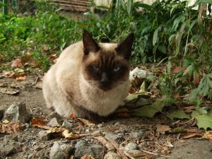 猫